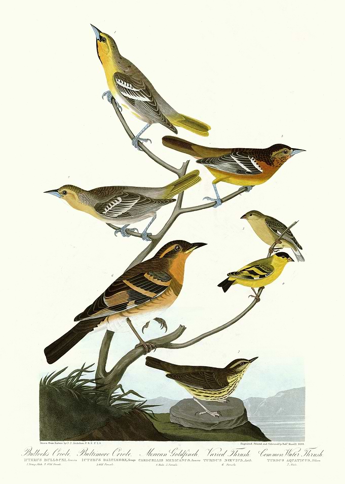 I Bullocks Oriole B