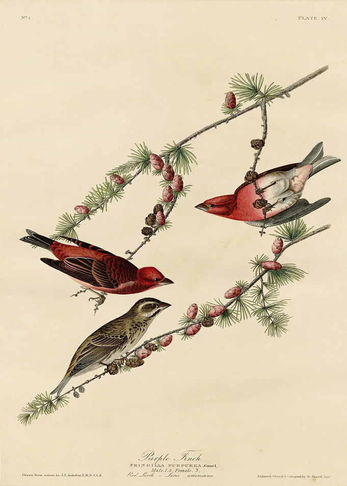 Purple Finch