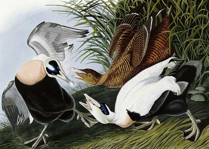 Eider Duck