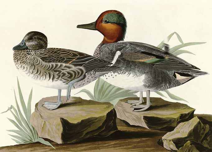 American Green winged T