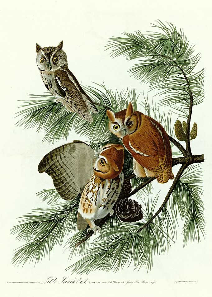 Little Screech Owl