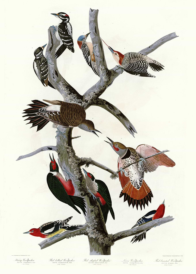 I Hairy Woodpecker R