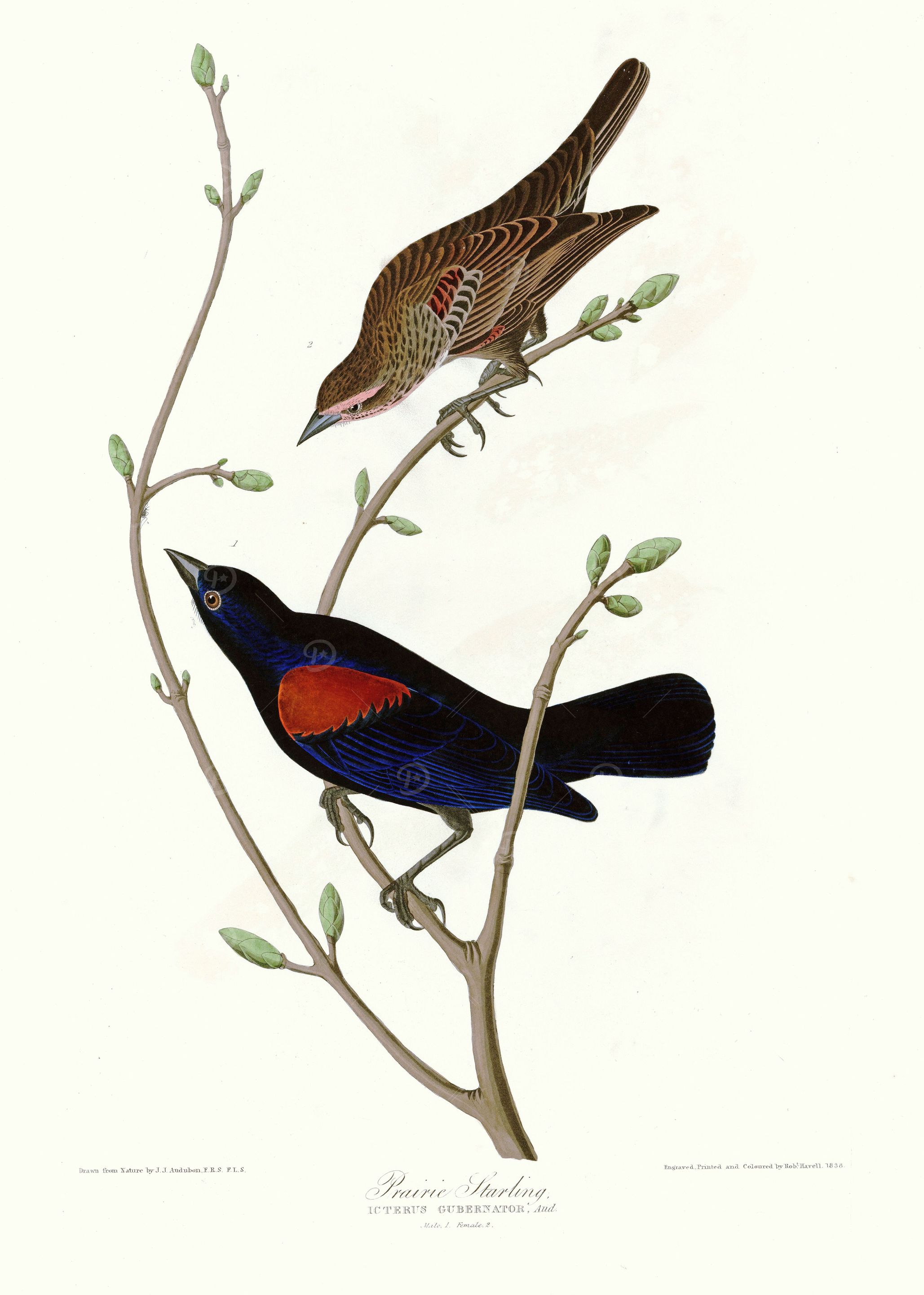 Prairie Starling