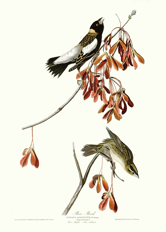 Rice Bird