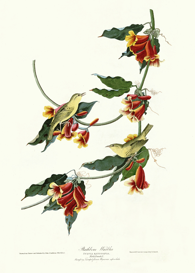 Rathbone Warbler