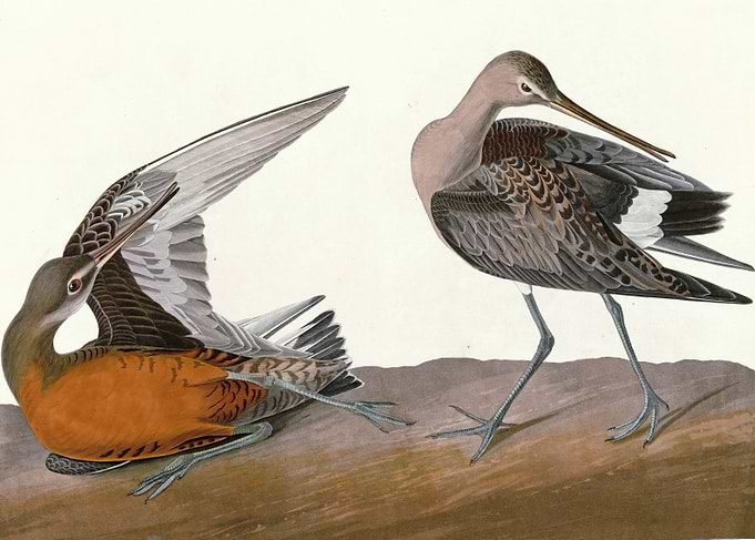 Hudsonian Godwit