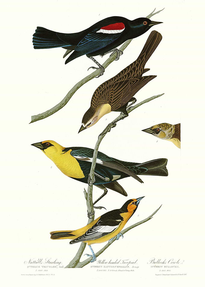 I Nuttalls Starling