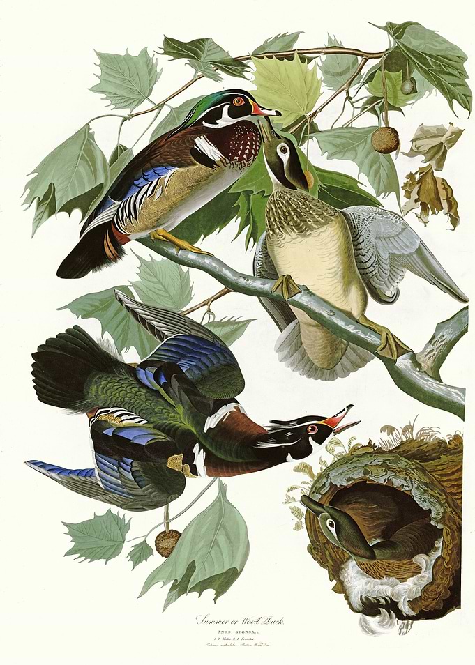 Summer or Wood Duck