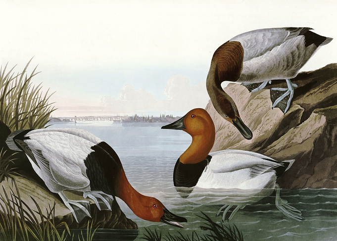 Canvas backed Duck
