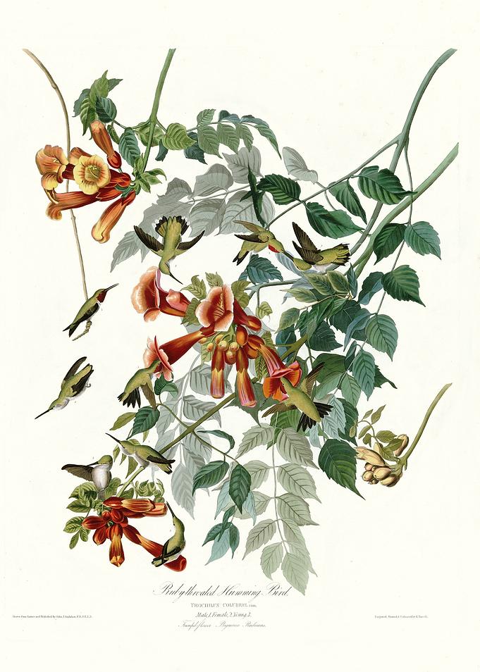 Ruby throated Humming Bir