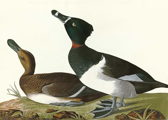 Tufted Duck