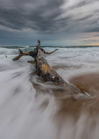 Lonely tree on the beach