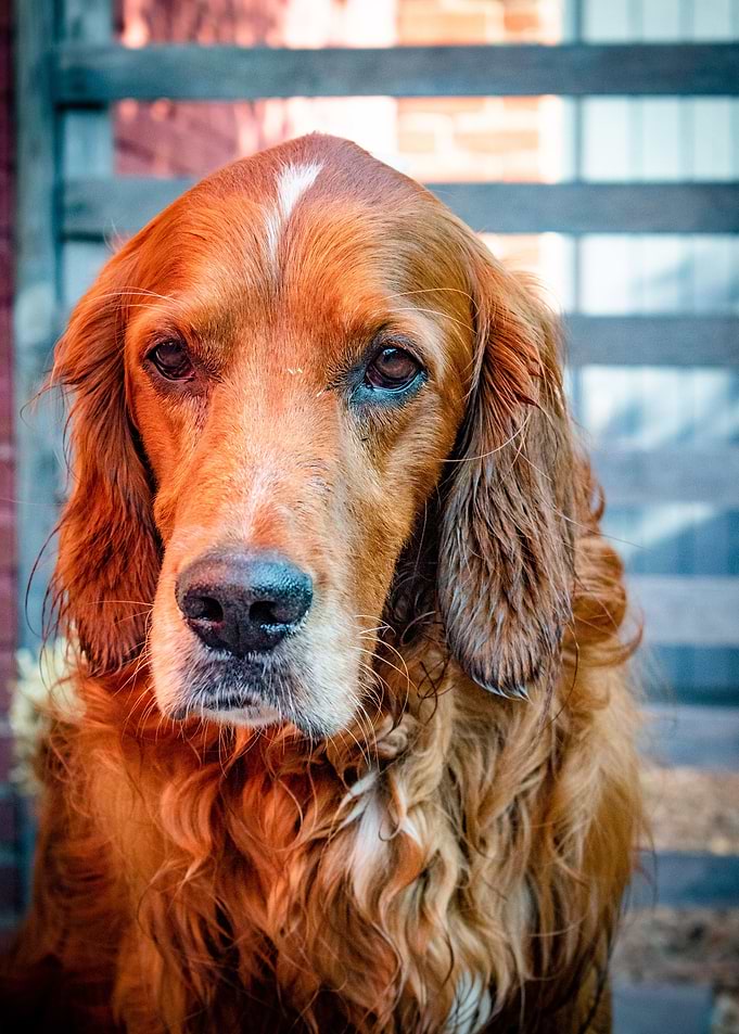 Irishsetter kaya