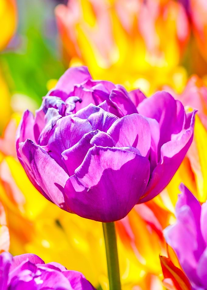 Tulips Color Gala