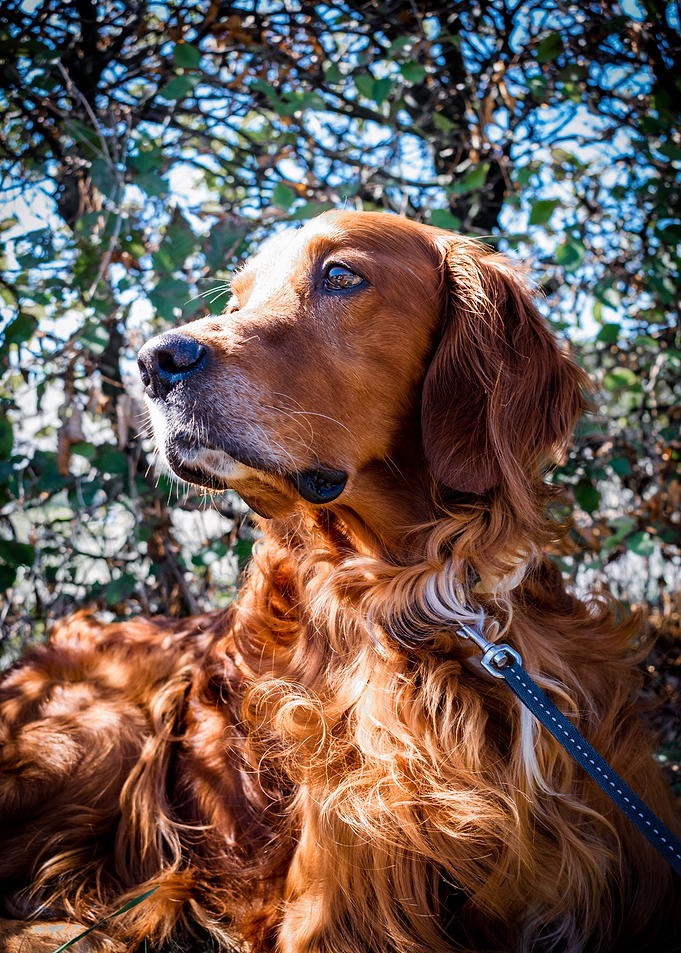 Irishsetter kaya