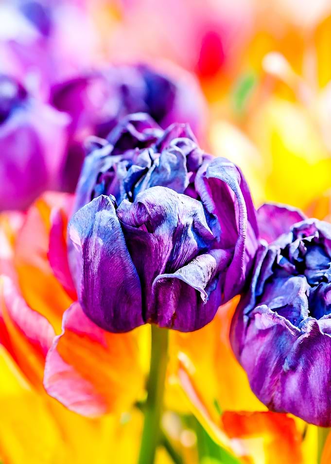 Tulips Color Gala