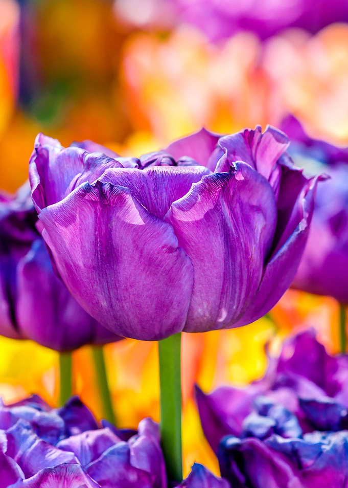 Tulips Color Gala