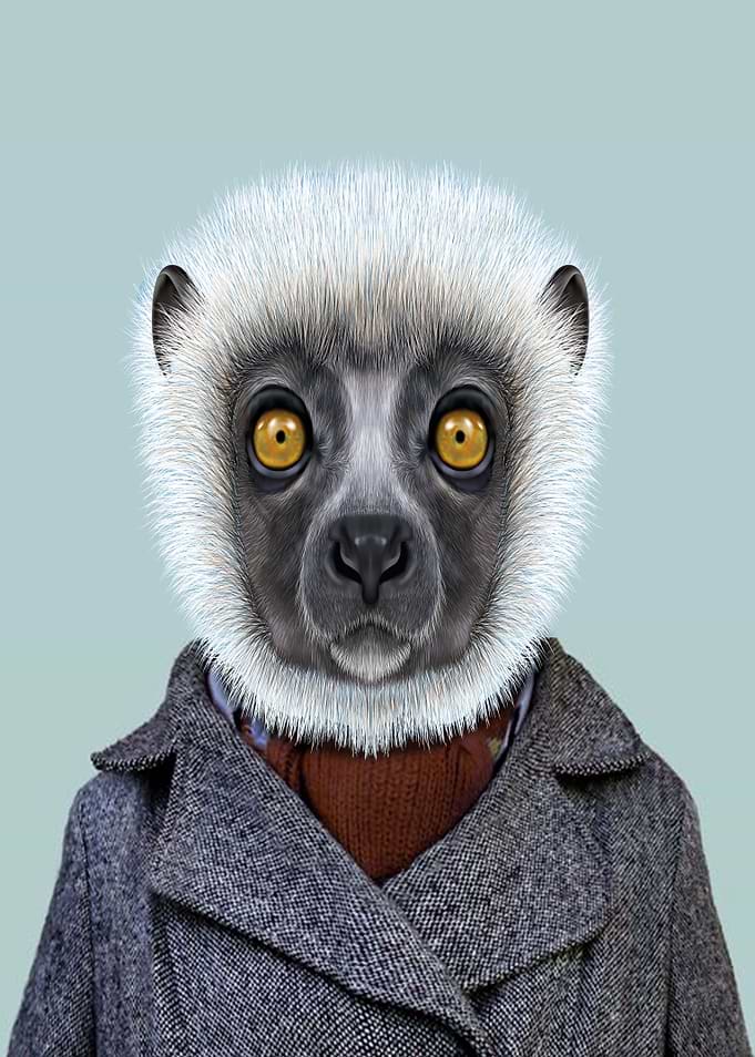 Coquerels Sifaka portrait