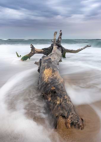 Lonely tree on the beach