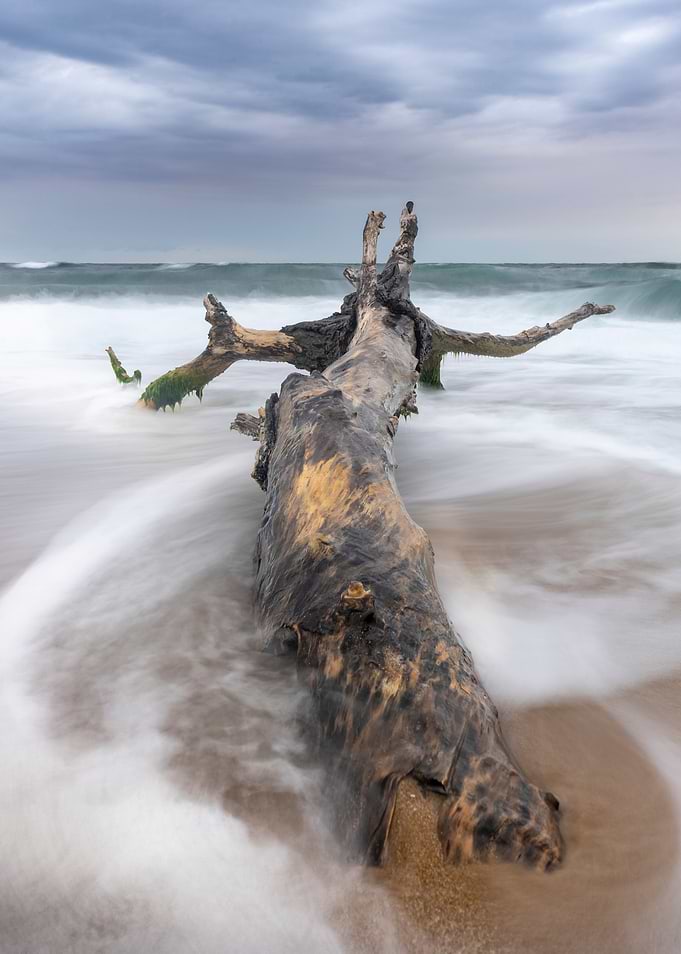 Lonely tree on the beach