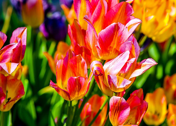 Tulips Color Festival