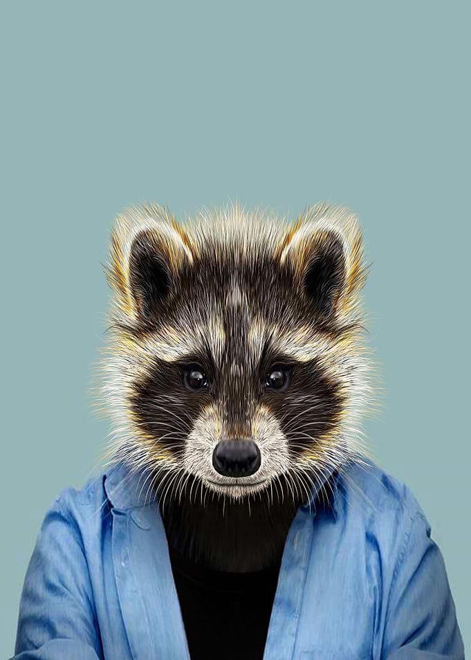 Raccoon bear portrait
