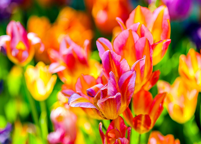 Tulips Color Festival