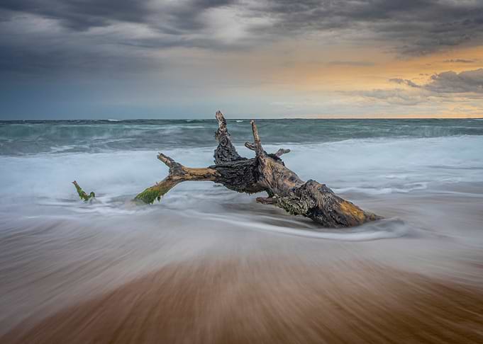 Lonely tree on the beach