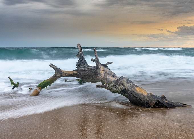Lonely tree on the beach