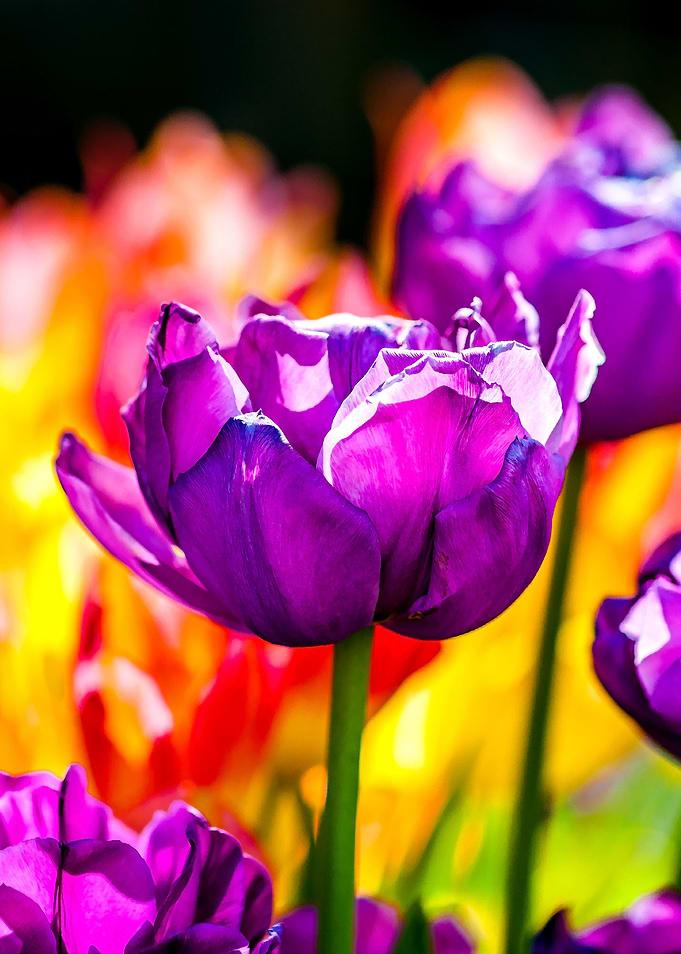 Tulips Color Gala