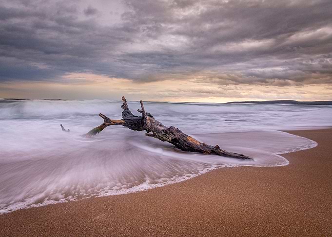 Lonely tree on the beach