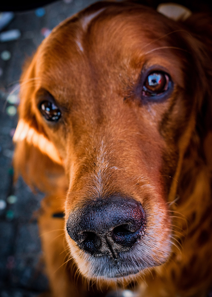 Irishsetter kaya