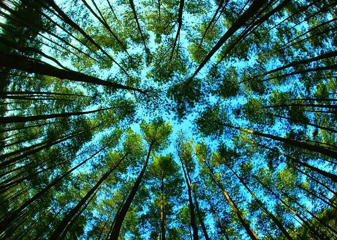 forest