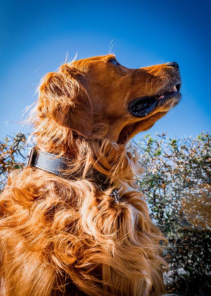 Irishsetter kaya