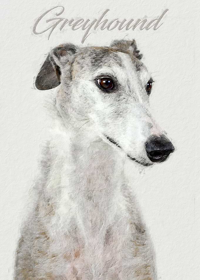 Greyhoud dog