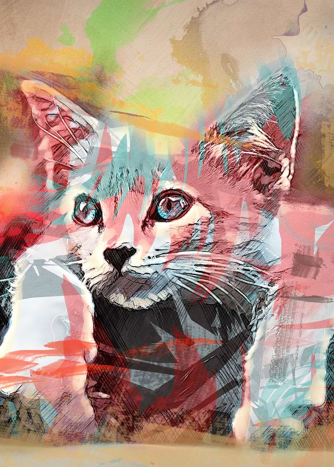cat