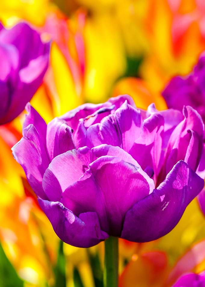 Tulips Color Gala