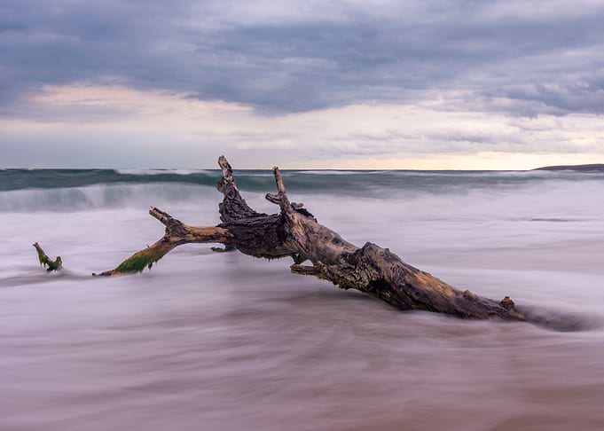 Lonely tree on the beach