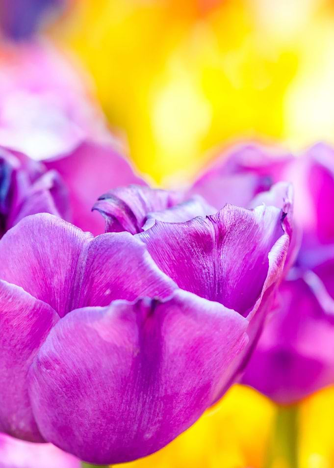 Tulips Color Gala