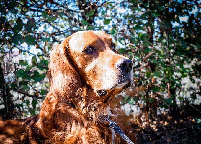 Irishsetter kaya
