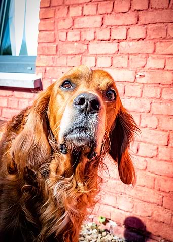 Irishsetter kaya