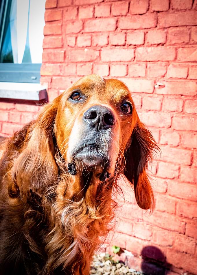 Irishsetter kaya
