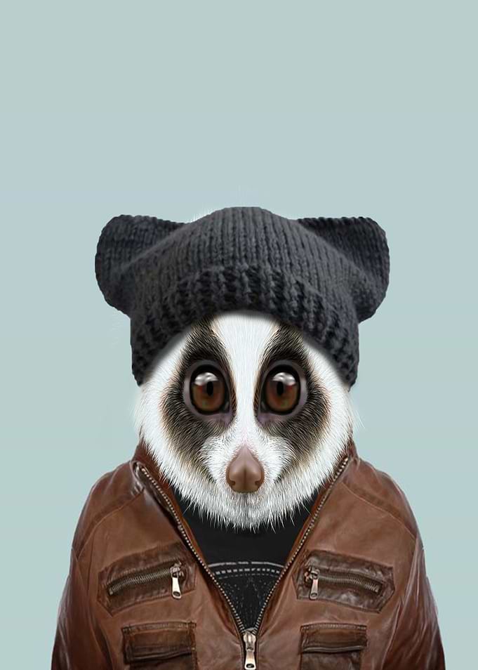 Slow Loris lemur portrait