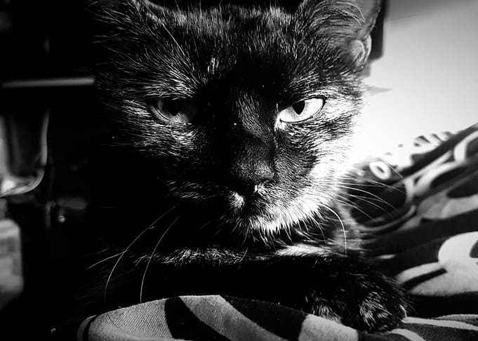 Grim Cat