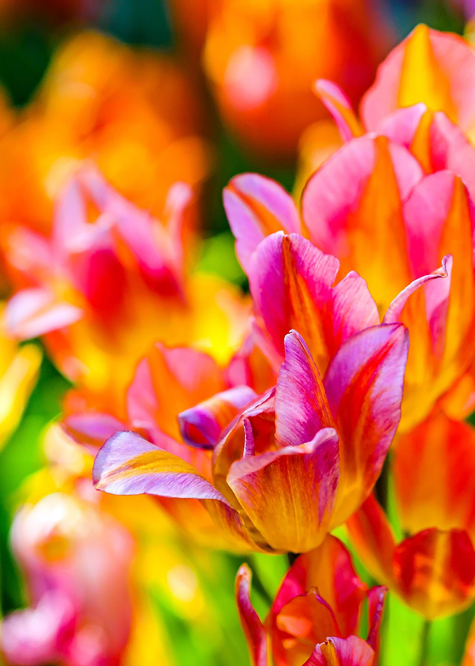 Tulips Color Gala