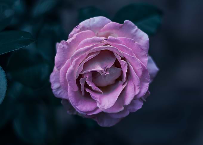 Sweet Pink Blossom