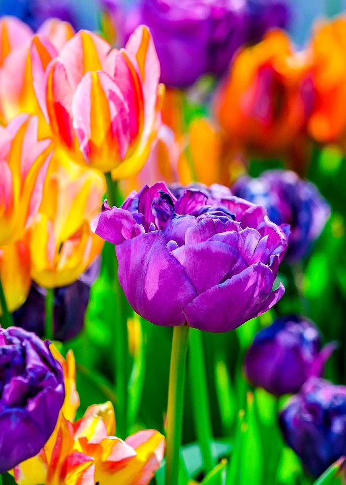 Tulips Color Gala