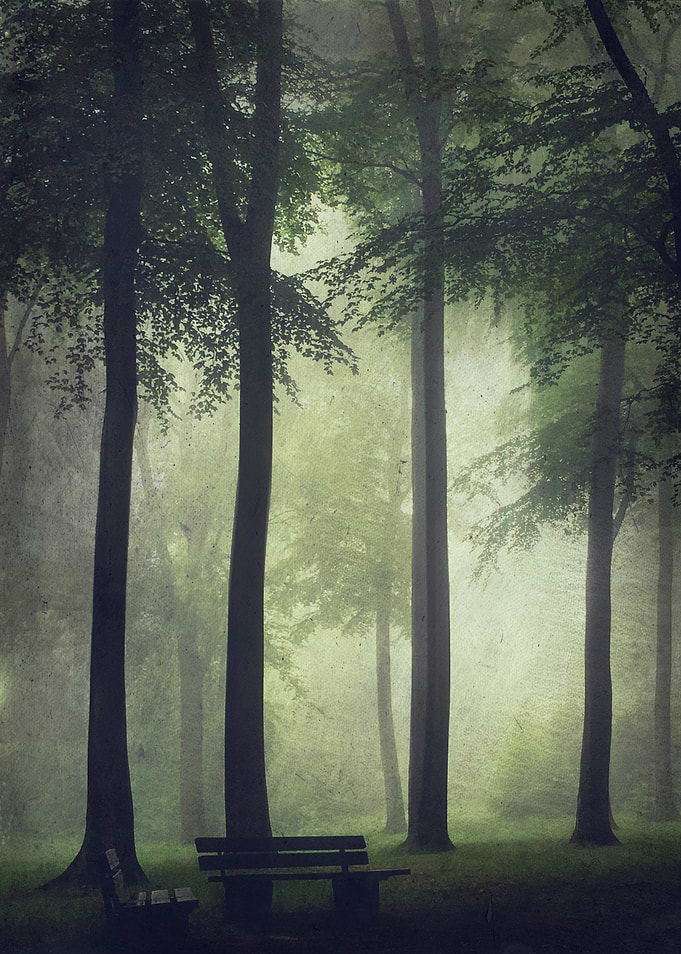 Misty Summer Forest
