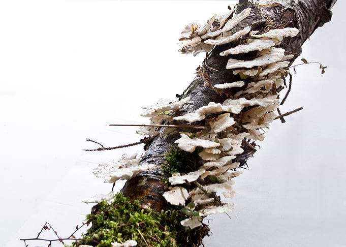 forest mushrooms with moss