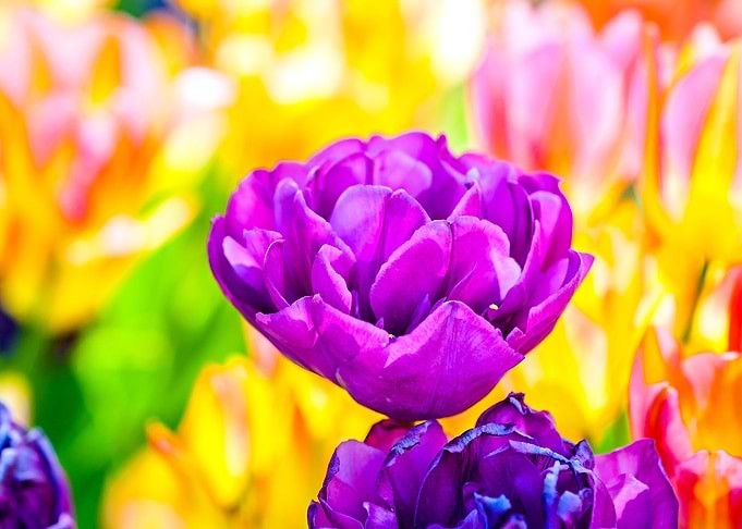 Tulips Color Festival